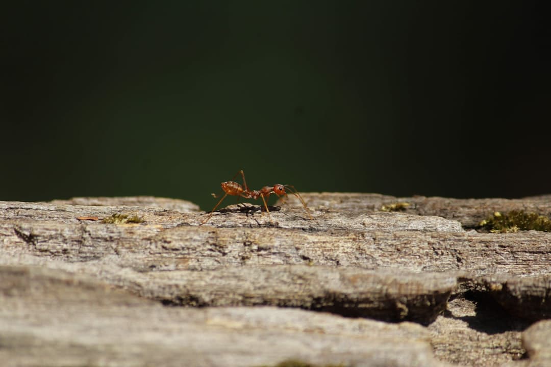 Carpenter Ants in the House? Here’s How to Get Rid of Them