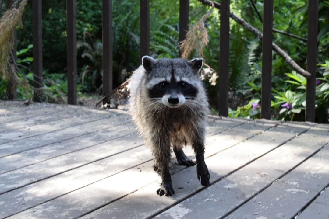 Raccoon Reality: Steps to Take When You Find One in Your Yard