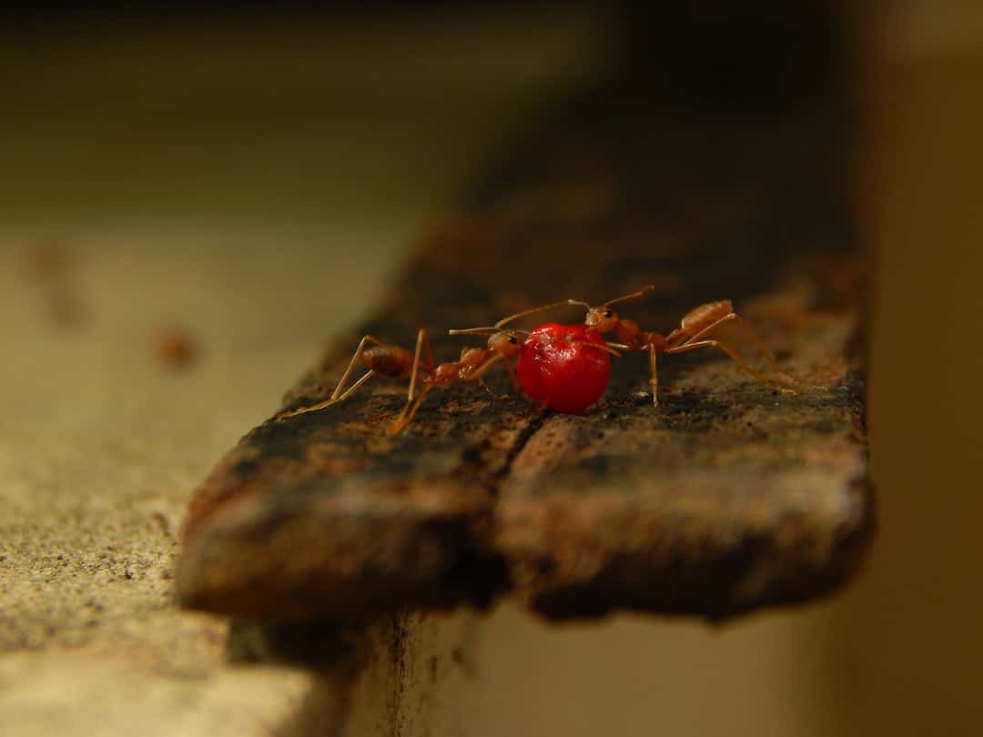 Red Ants Invading Your Space? Here’s What to Do