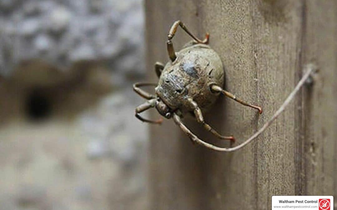 Exterminate with Excellence: Finding the Premier Pest Control Service