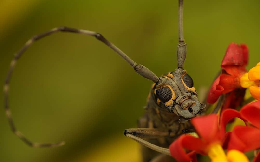 Find Your Lowell Exterminator: A Comprehensive List