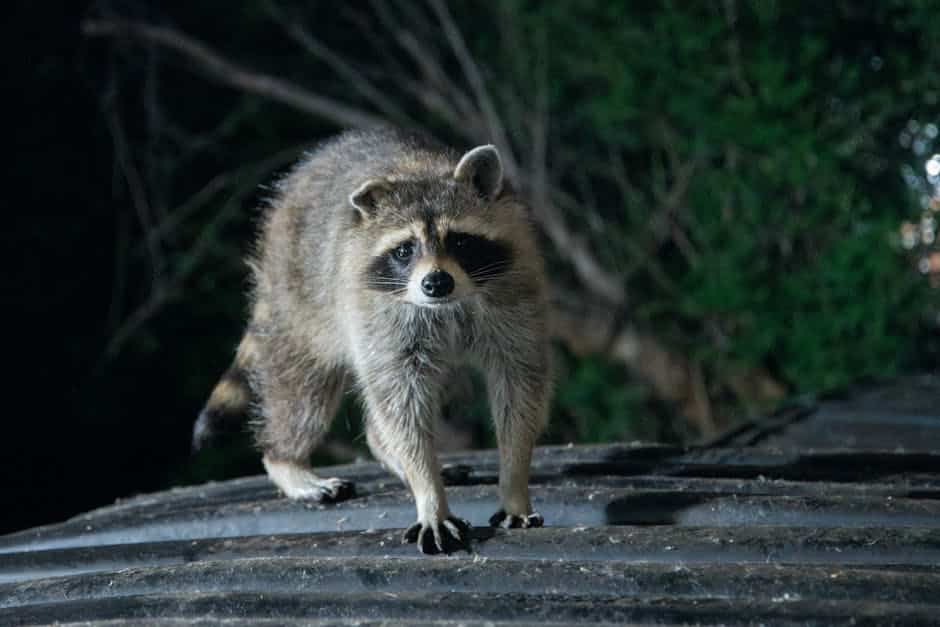 Don’t Let Raccoons Rule Your Roof