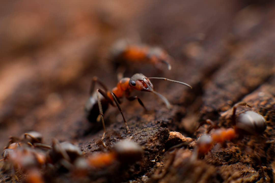 Budgeting for Bug-Free Living: Understanding Ant Extermination Prices