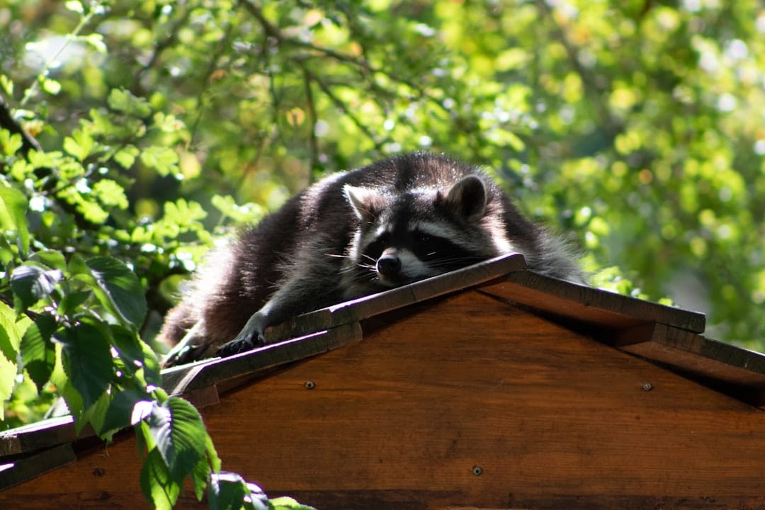 Help! There’s a Raccoon in My Roof