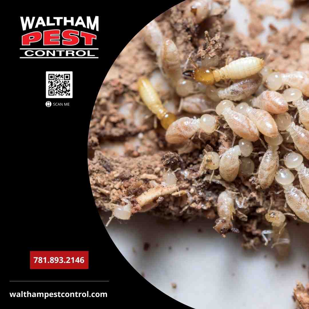 Your Guide to the Best Termite Treatment Companies in Your Area Your Guide to the Best Termite Treatment Companies in Your Area