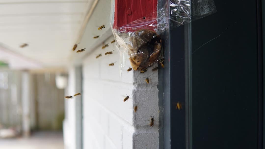 From Offices to Retail: Specialized Pest Control for Your Business Premises