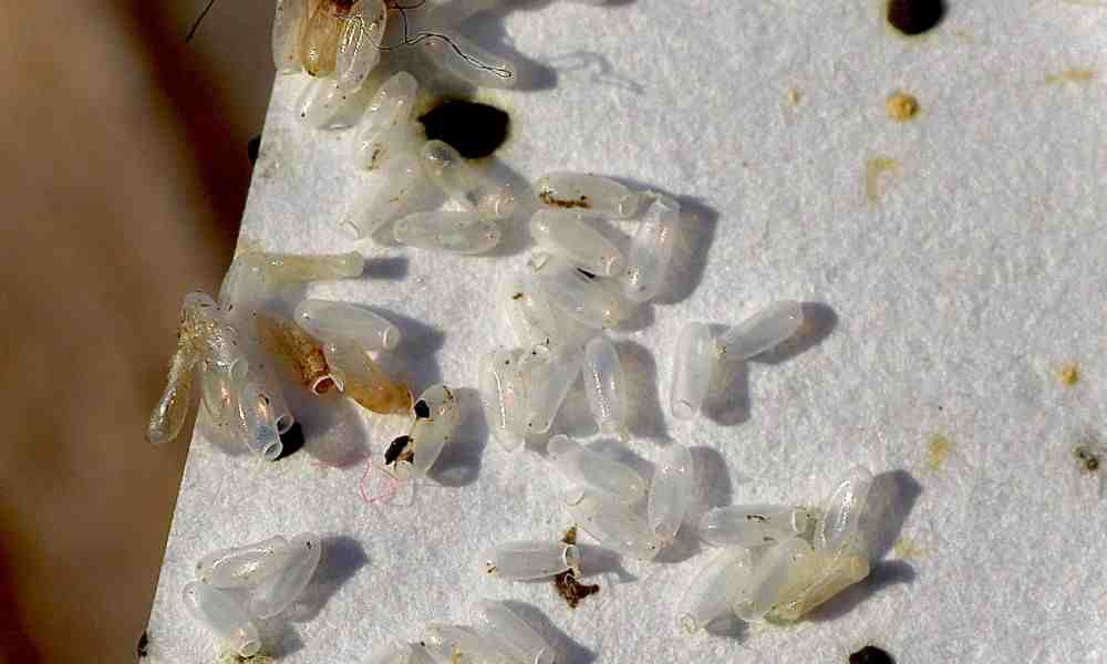 Sweet Dreams, No Bites: The Ultimate Guide to Bed Bug Bed Treatment