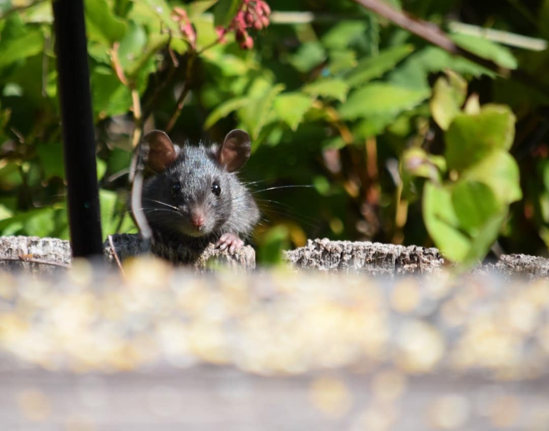 Fastest Ways to Evict Unwanted Rat Guests