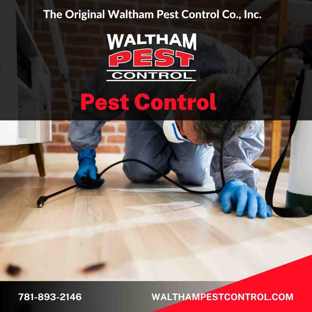 Danvers Done Right: Expert Pest Control for Your Home