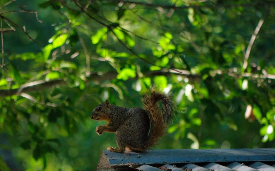 Got Squirrels? Top-Rated Removal Companies in Your Area
