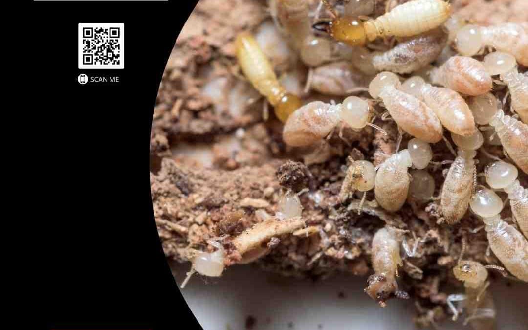 The A to Z of Termite Services: Expert Companies for Every Job