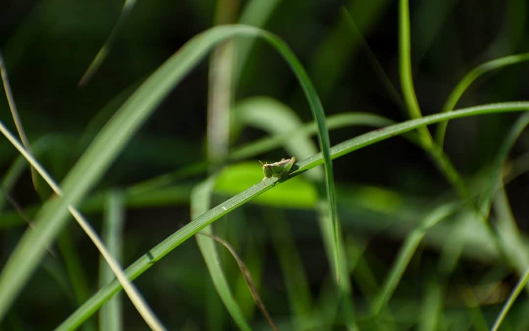 Prevention is Key: Finding Tick Control Near You