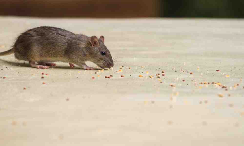 Unmasking the Price Tag: What to Expect for Professional Mouse Removal