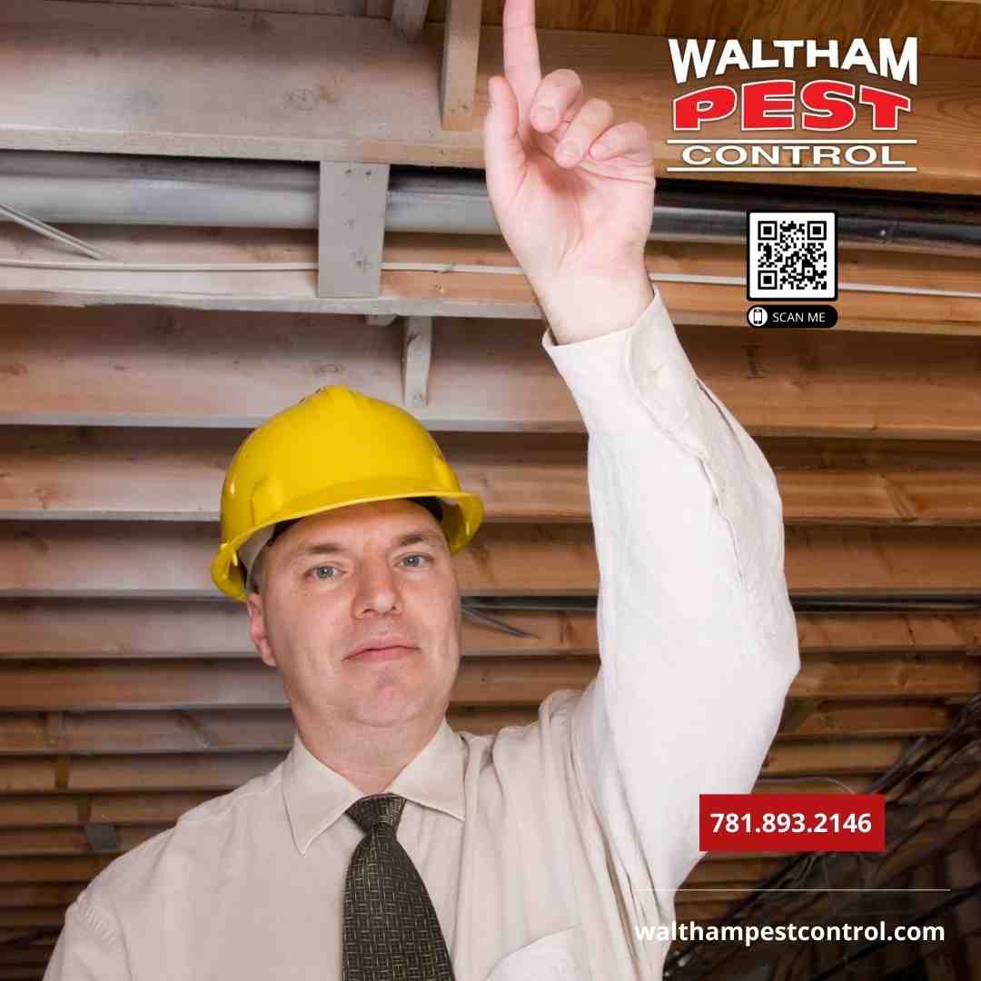 Everett Exterminators: Get Rid of Pests for Good